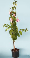 fuchsia m7 3 (r)
